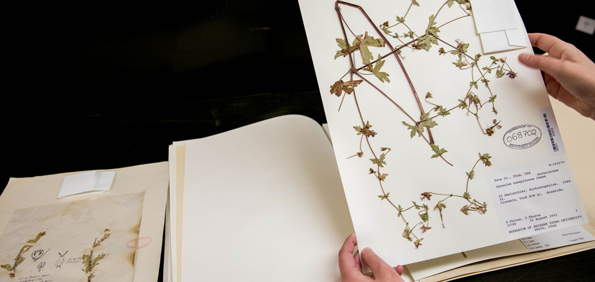 Someone looking through a book of pressed plants and flowers. Hands are visible holding up a page.