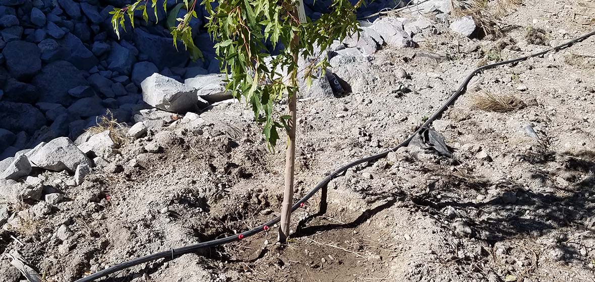 Tree being irrigated 