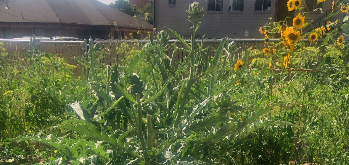 artichoke and sunflowers growing in a garden