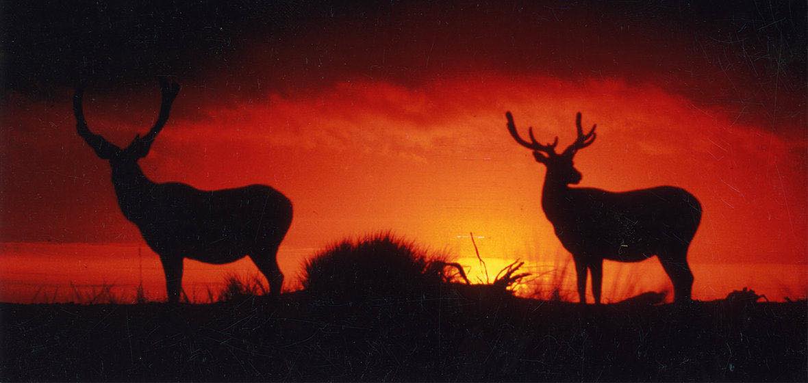 Two elk at sunset in the Nevada desert