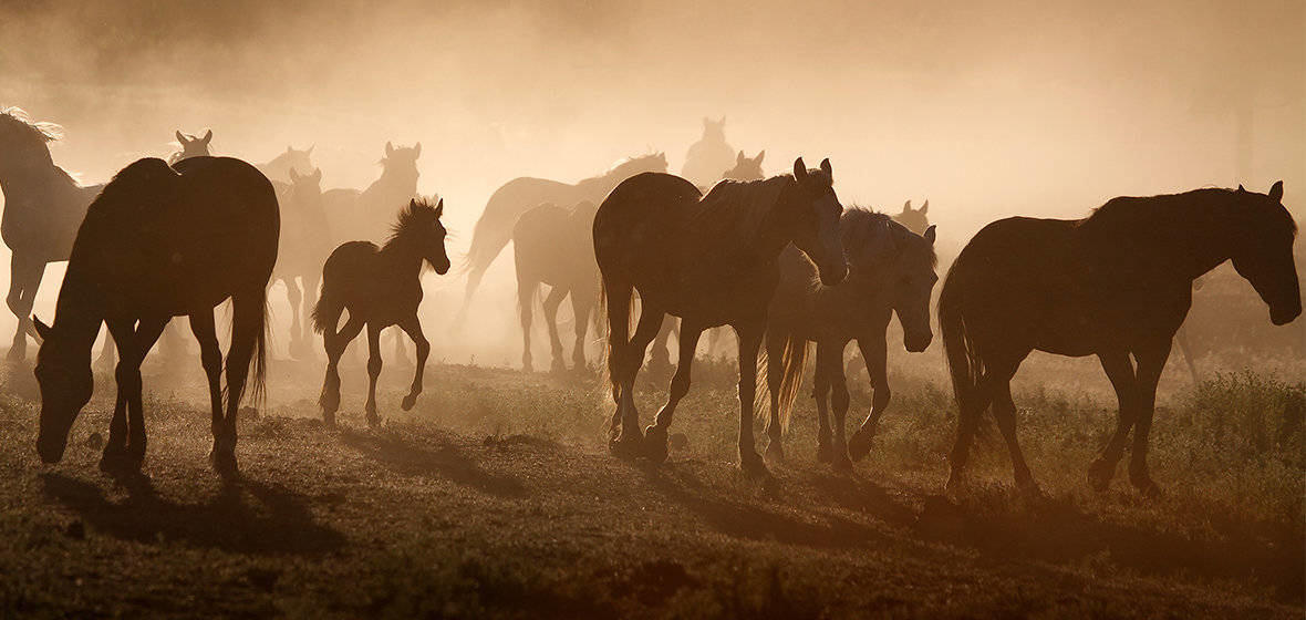 Dusty horses