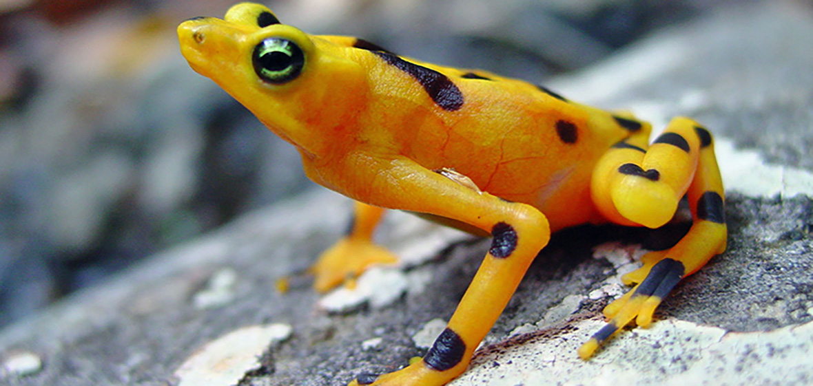 Yellow and black harlequin frog sitting on a rock