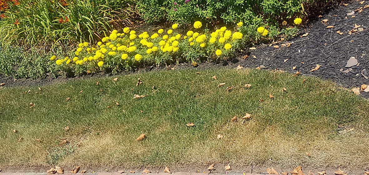 a lawn turning brown