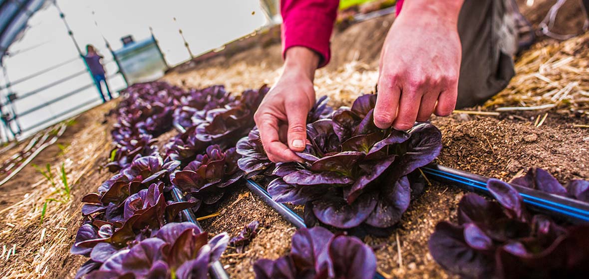 hands pulling purple leaves in a hoop house