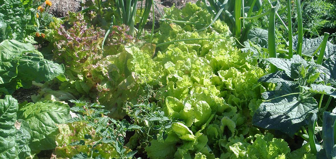 garden of leafy greens