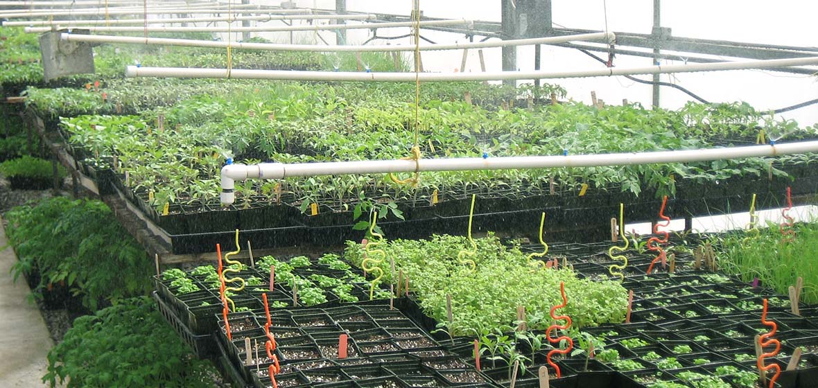 plants growing in a greenhouse