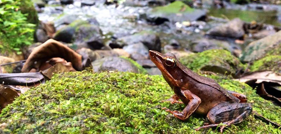 healthy frog