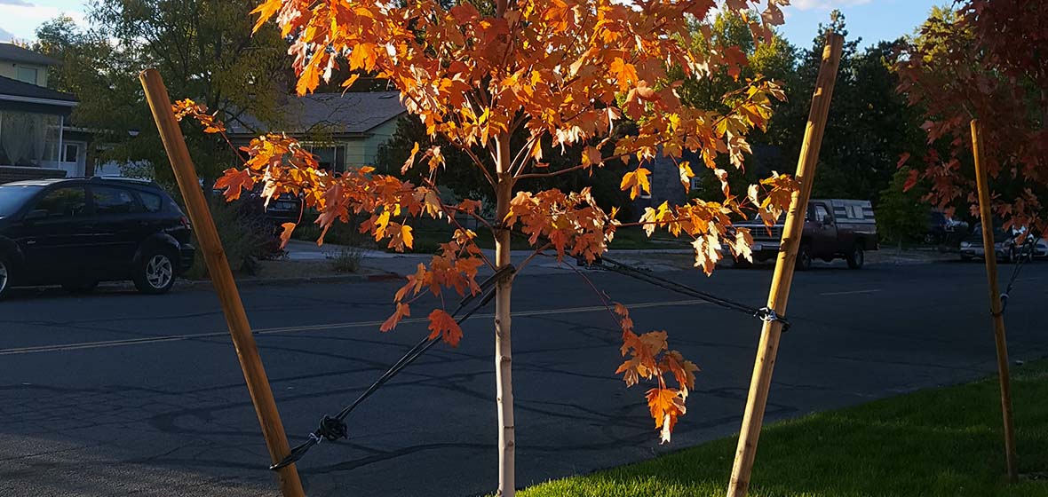 Tree supported by a stake on each side of the trunk