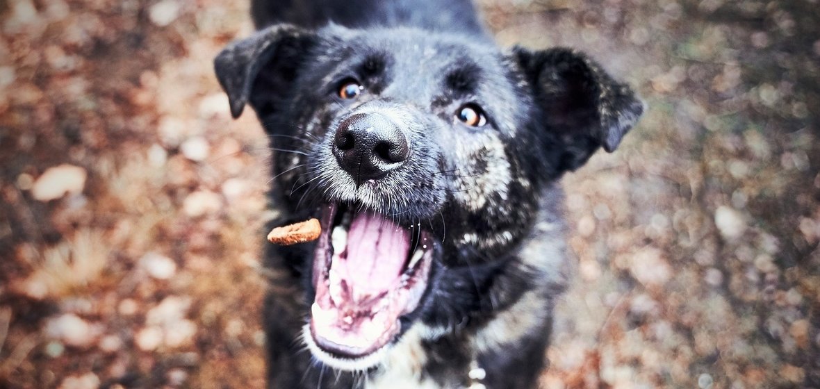 A black dog catching a treat in the air