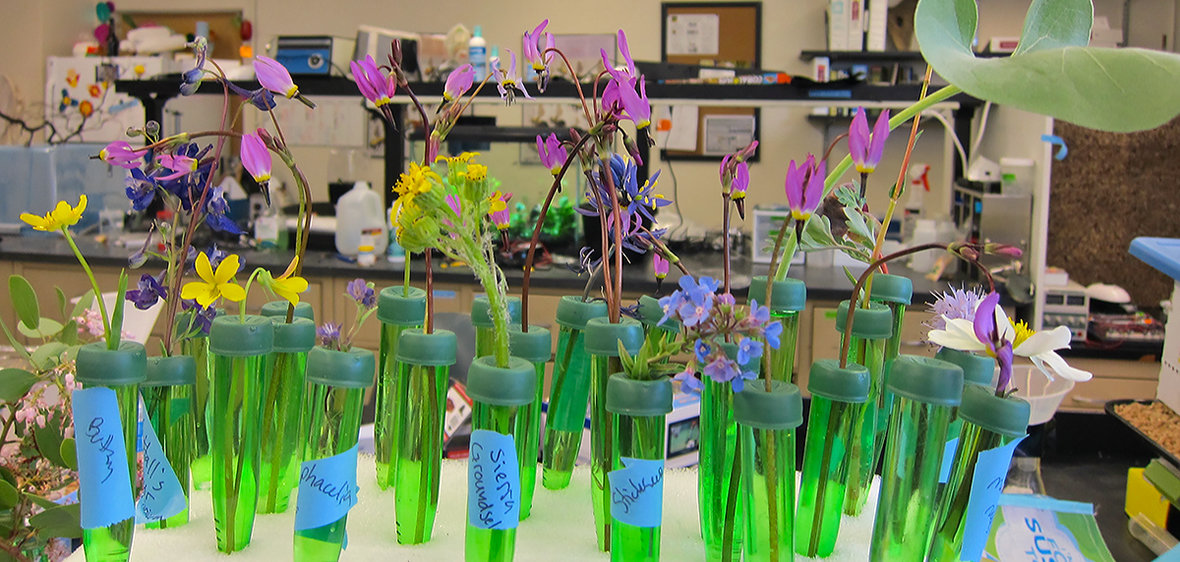 Wildflowers in the lab