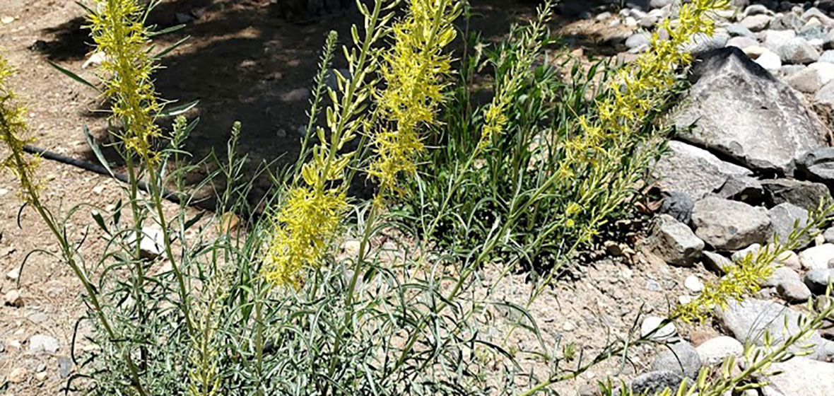 plant with yellow spear-shaped flowers