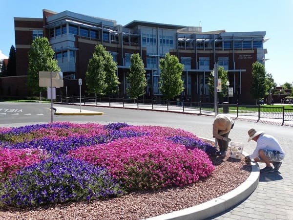 Grounds Services workers planting flowers in the main roundabout