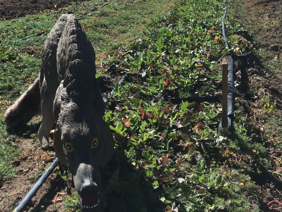 Coyote decoy in a produce field