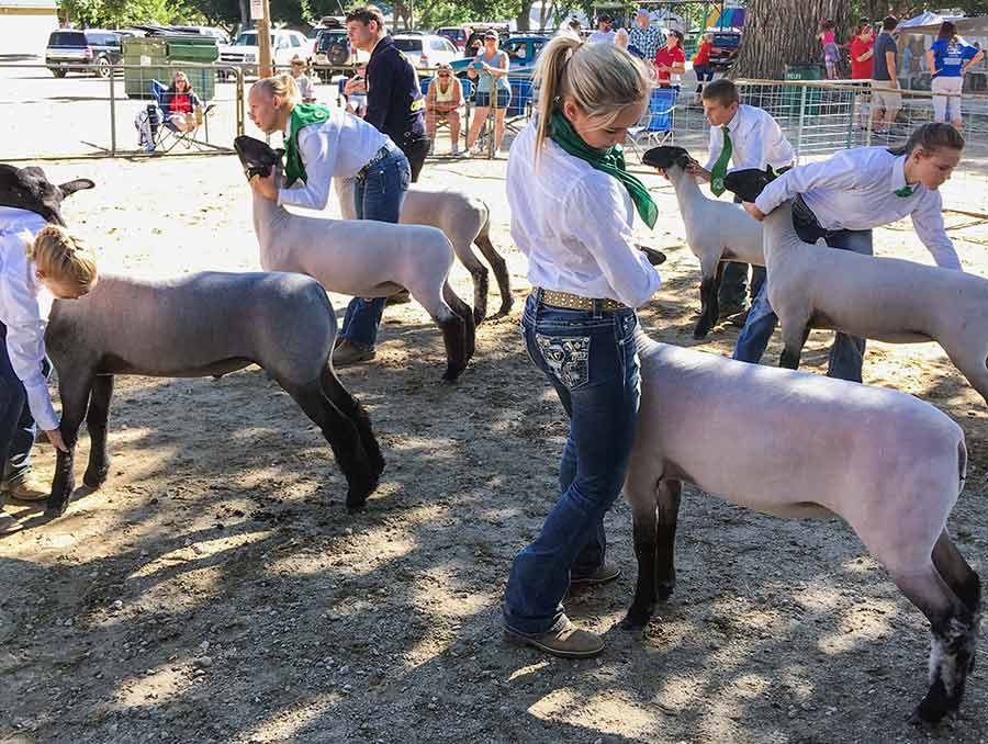 4H youth showing sheep at a fair