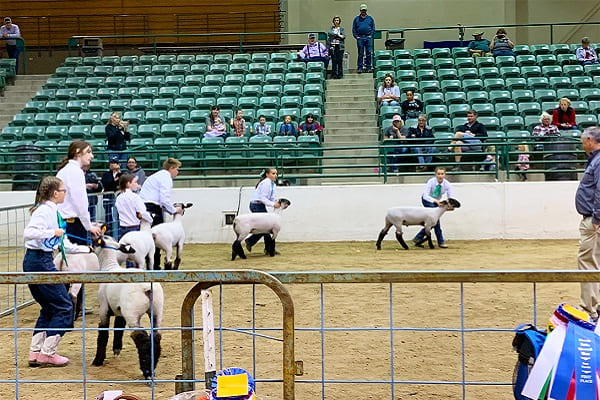 Young people showing sheep at a 4-H livestock show