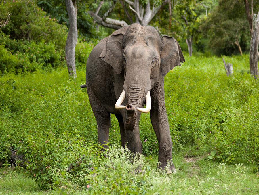 Elephant in the wild pictured by the Sri Lanka Wildlife Conservation Society