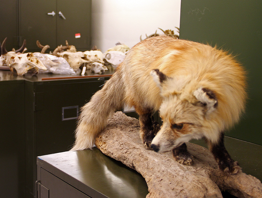 fox in natural history museum