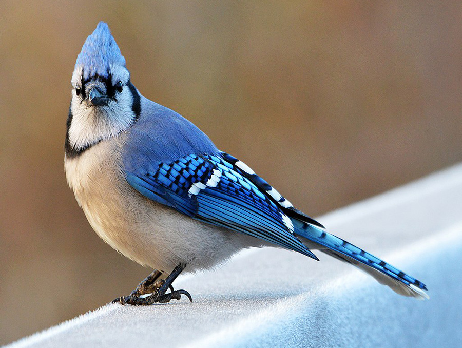 A male Blue Jay perched on an icy rail