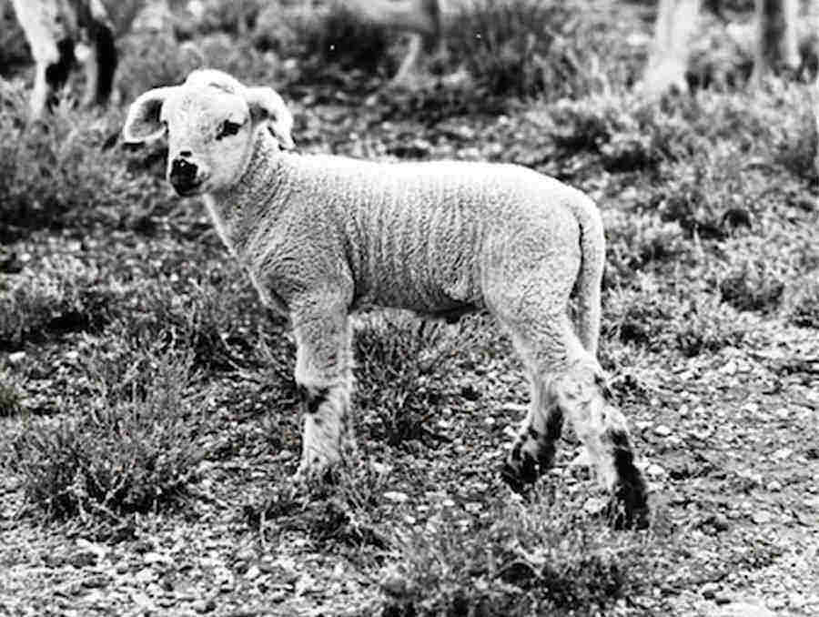 Black and White image of a lamb standing on grass