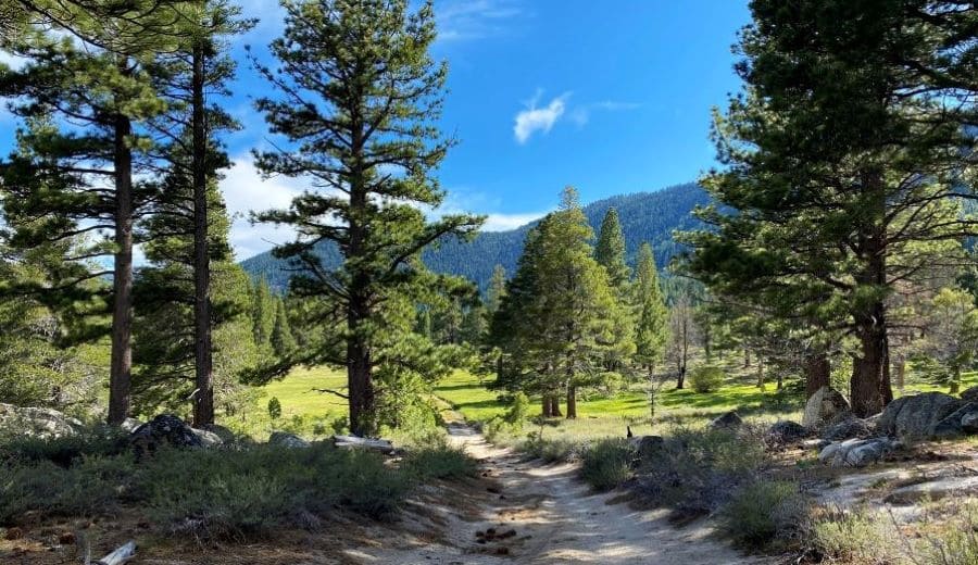 Whittell Forest & Wildlife Area