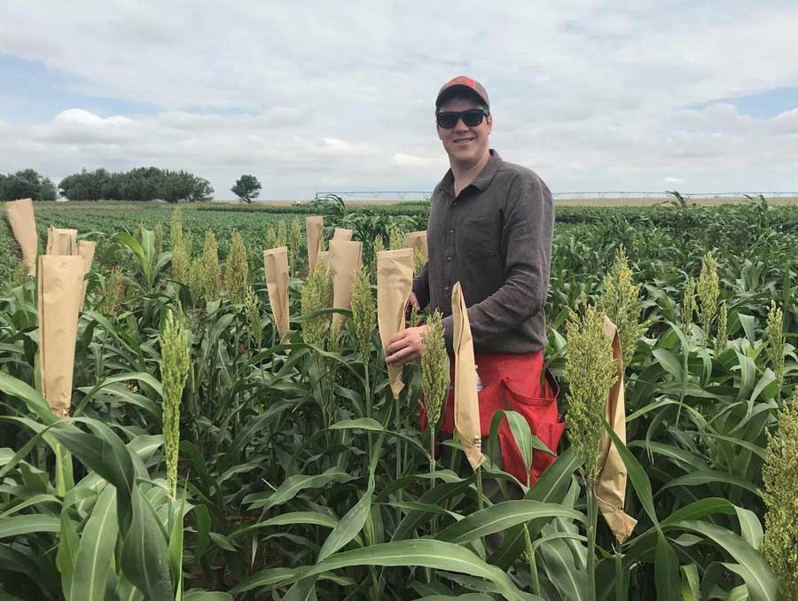 Graduate Student John Baggett standing in a field of sorghum stalks