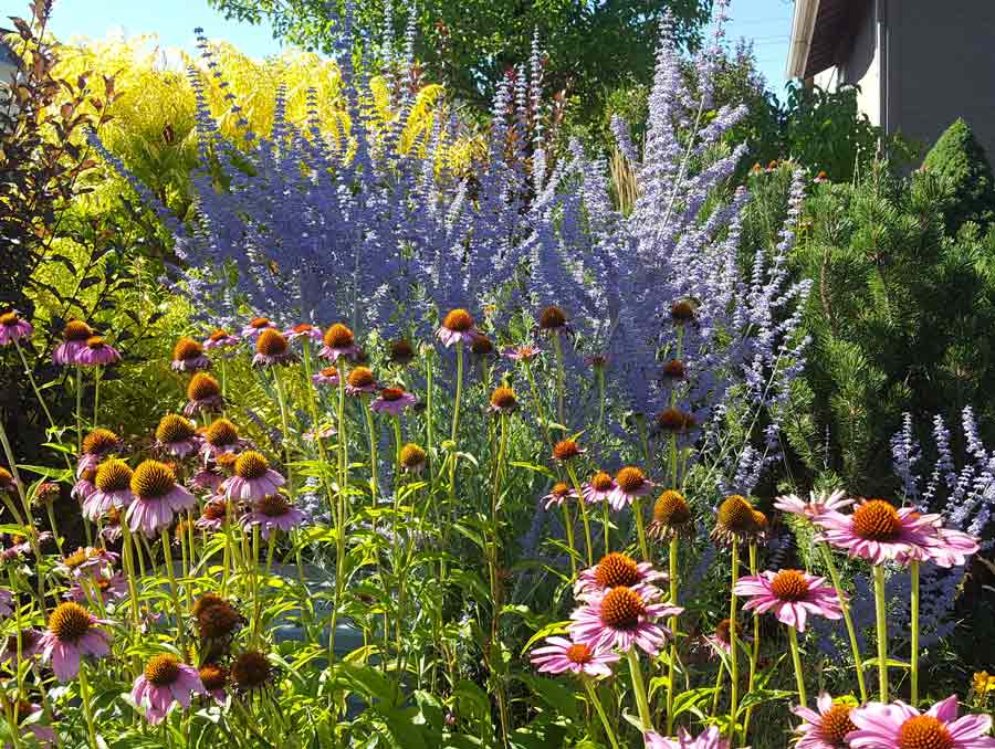 a garden of native flowers