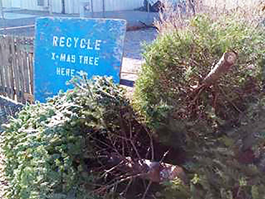 Christmas trees in front of a recycling sign 