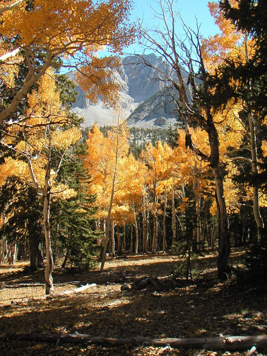 Images from the NPS of the Great Basin National Park displaying fall colored leaves in the forest.