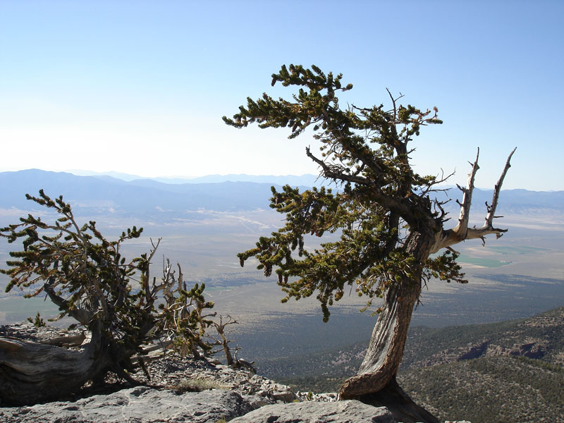 image of a Bristlecone Pine Tree along a cliff at the Great Basin National Park