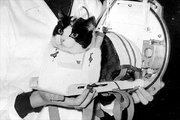 Félicette, the first cat to fly into space in October 1963, is seen her carrier pre-flight.