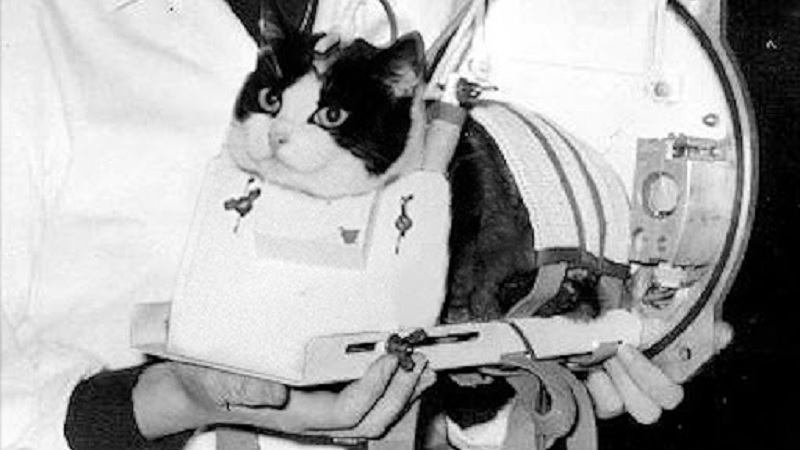 The first cat to go into space in her flight apparatus