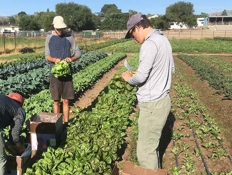 Taylor Hollaway with two other students harvesting lettuce.