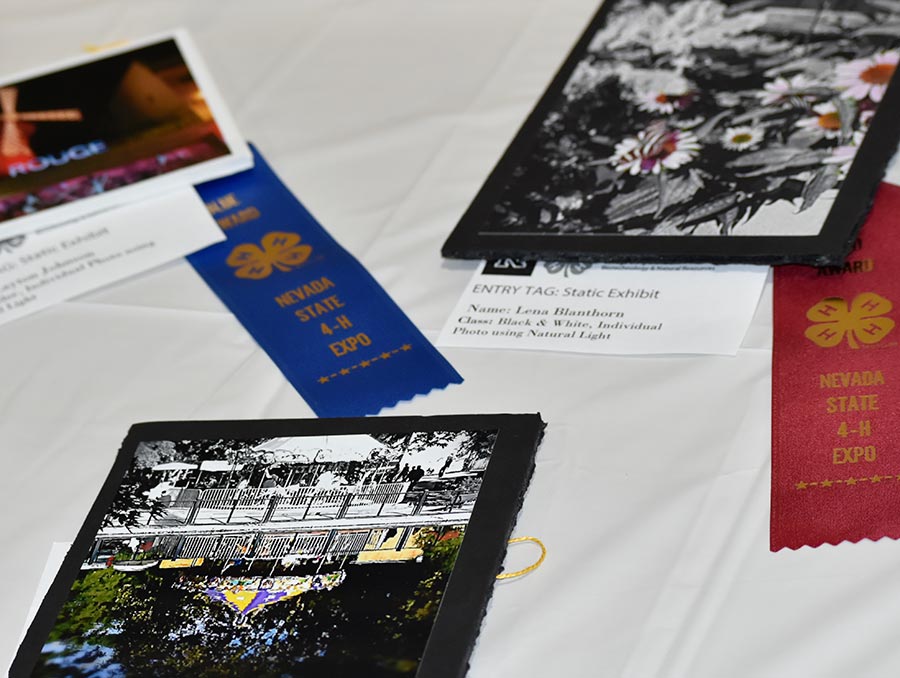 Photos on a table next to 4-H award ribbons