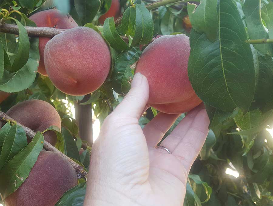 Hand picking fruit from tree