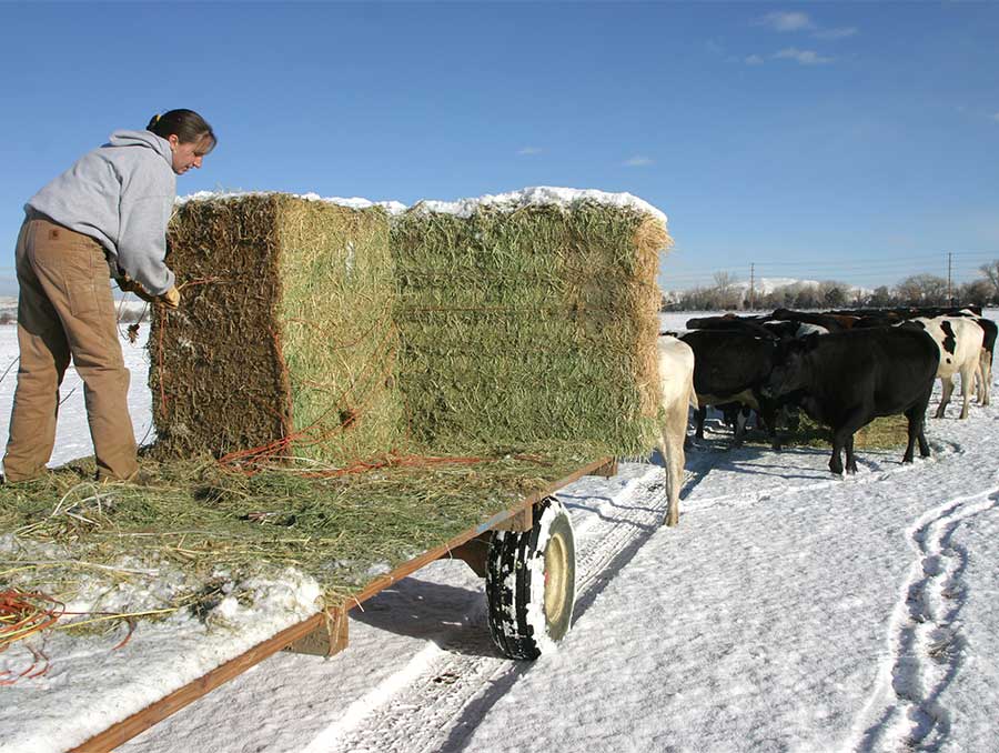 Woman bringing hay to cattle out-wintered on snowy range