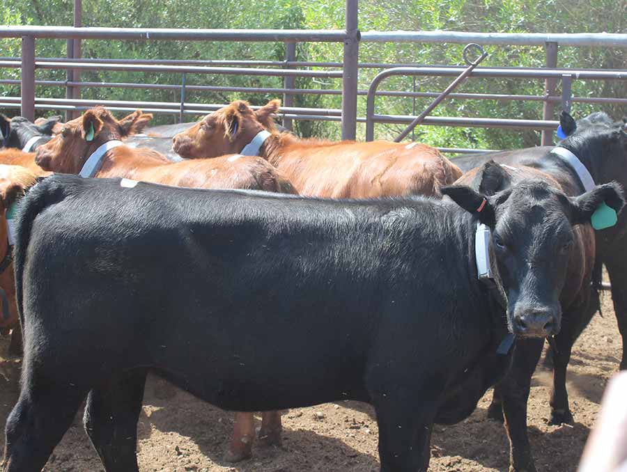 Cows in pen wearing GPS collars