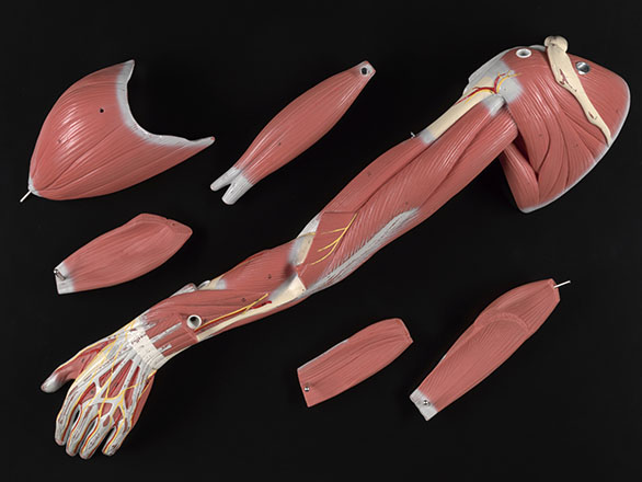 Anatomical model of a posterior view of arm muscles with parts 