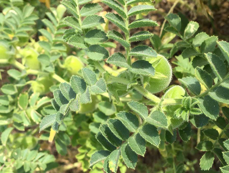 a chickpea plant