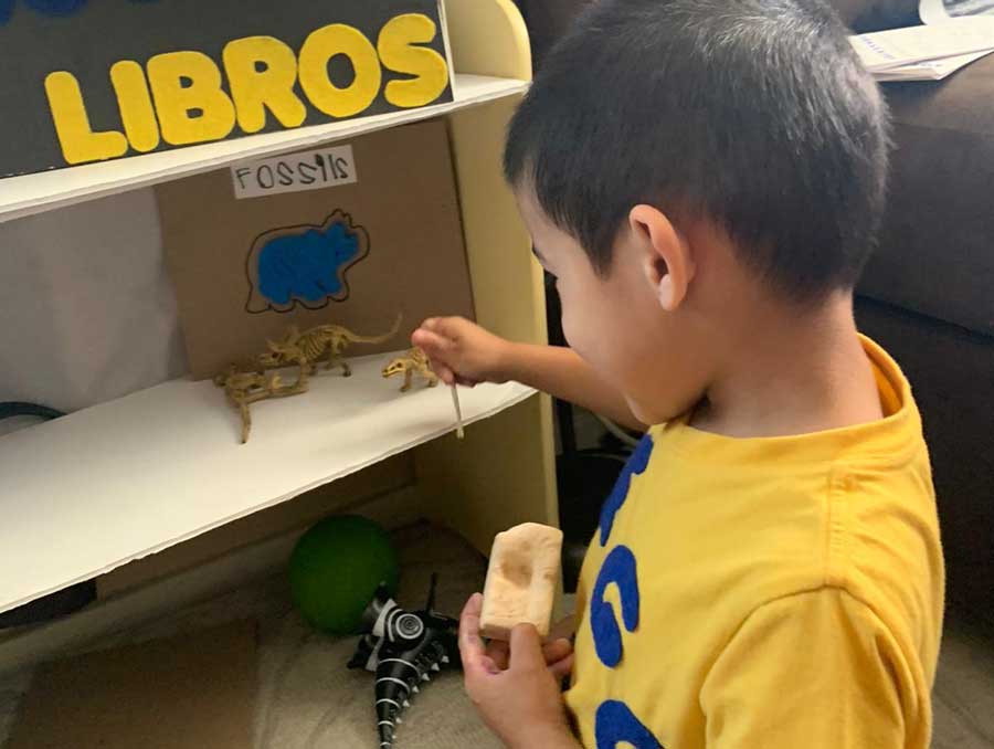 Boy placing toy dinosaurs and fossils on a shelf labeled fossils