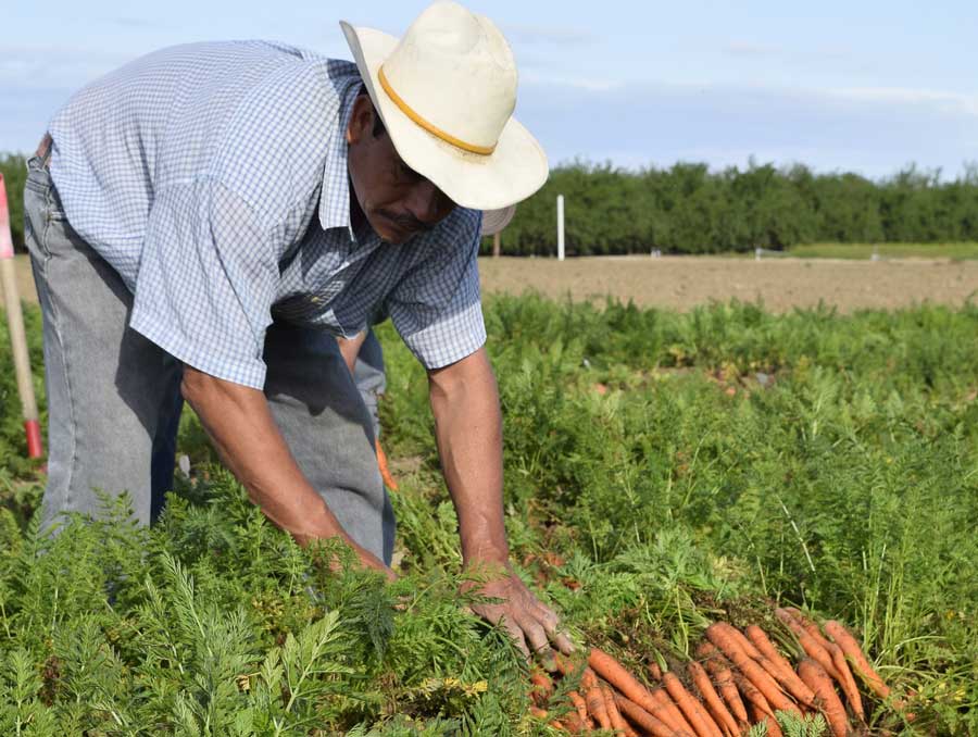 Farmer harvesting carrots
