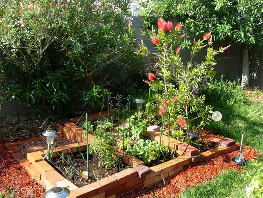 Raised garden bed with various plants 