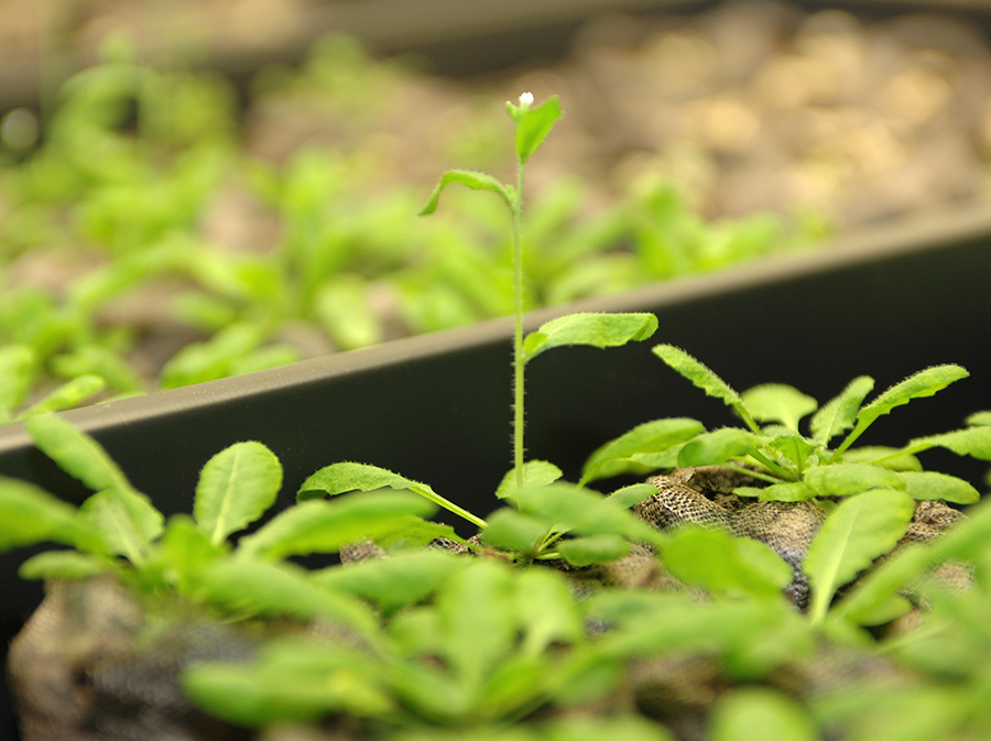 Thale Cress plant 