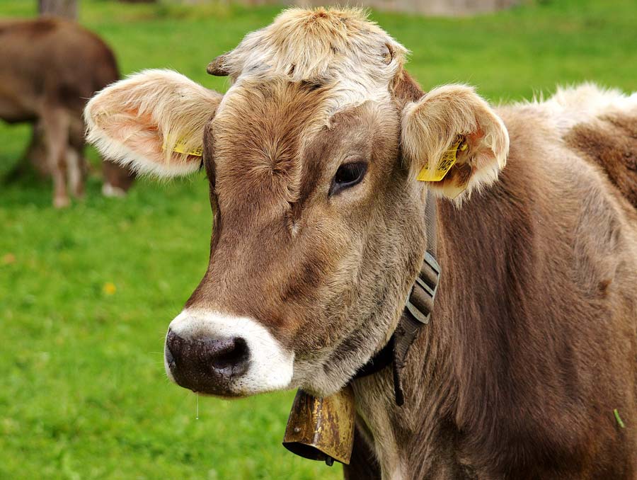 A brown dairy cow wearing a cow bell