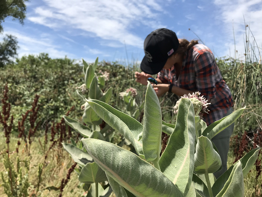 Student sampling milkweed plants