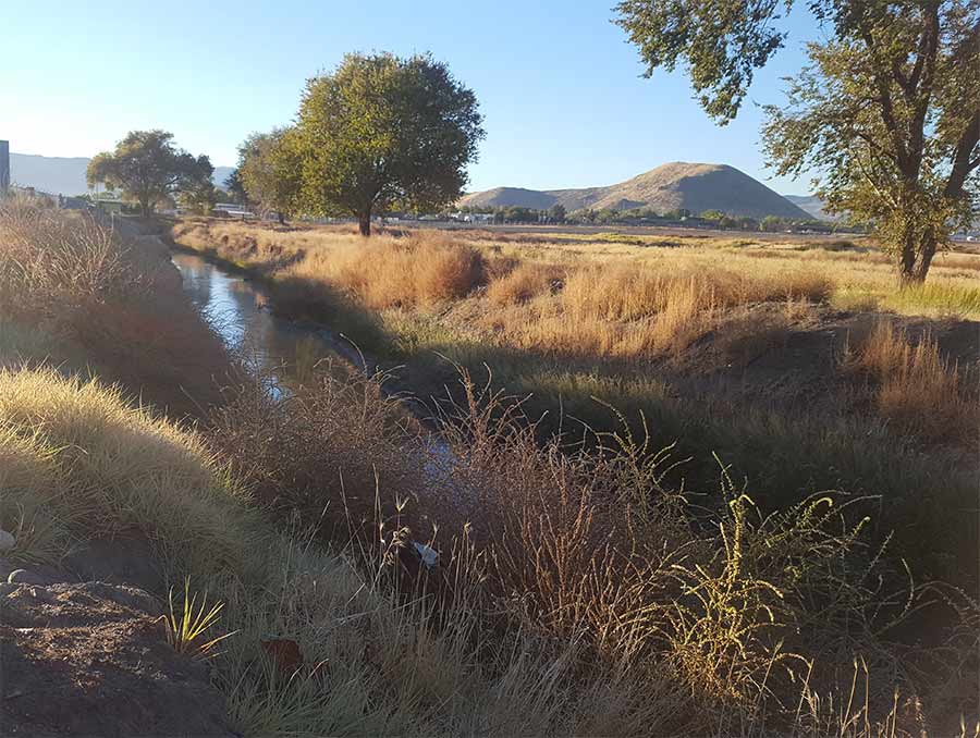 Stream with trees and grass