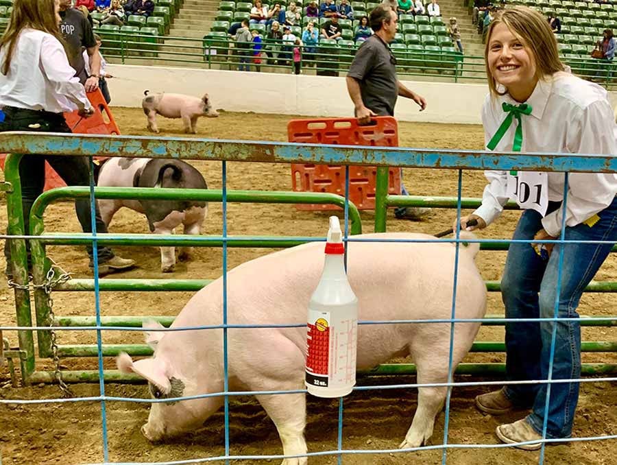 4-H girl posing with her pig at a livestock show