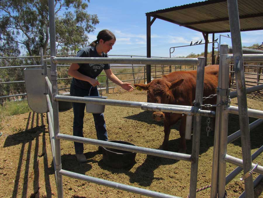 A 4-H girls feeding her brown cow