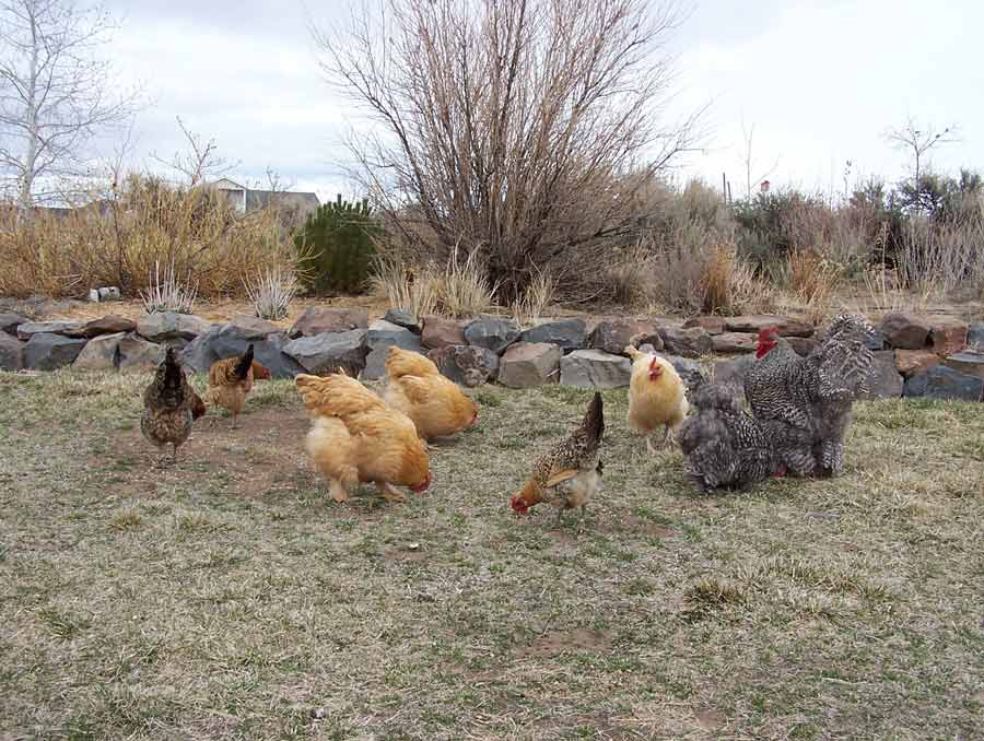 chickens in a field