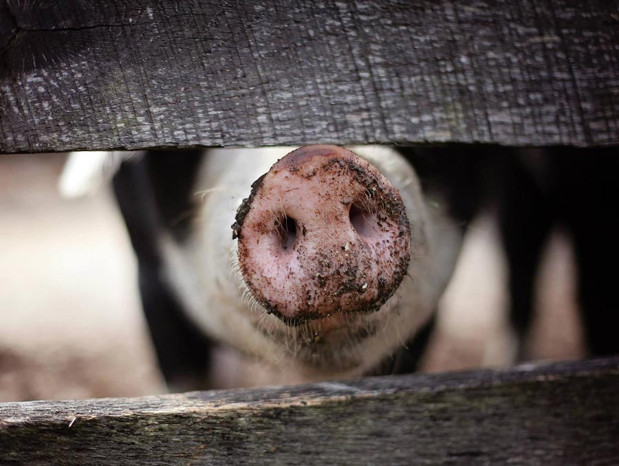 a pig sticking its snout between two horizontal fence boards