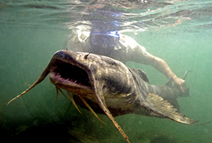 Zeb underwater with huge catfish